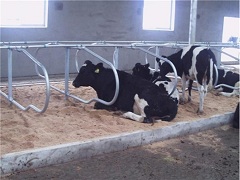 <b>养牛有必要使用牛卧床吗？为什么那么多养殖场</b>