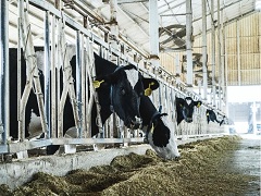 牛场管理新装备，帮你解决养牛多种难题